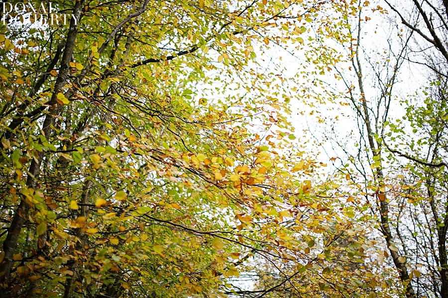 Rossmore Forest Park Engagement Photography_0288